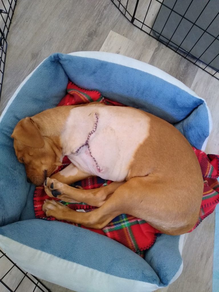 Ray the puppy sleeping in his bed with a gnarly surgery scar and stitches after his leg amputation.